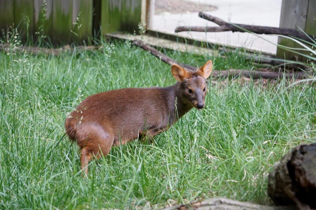 放飼場にいるプーズー