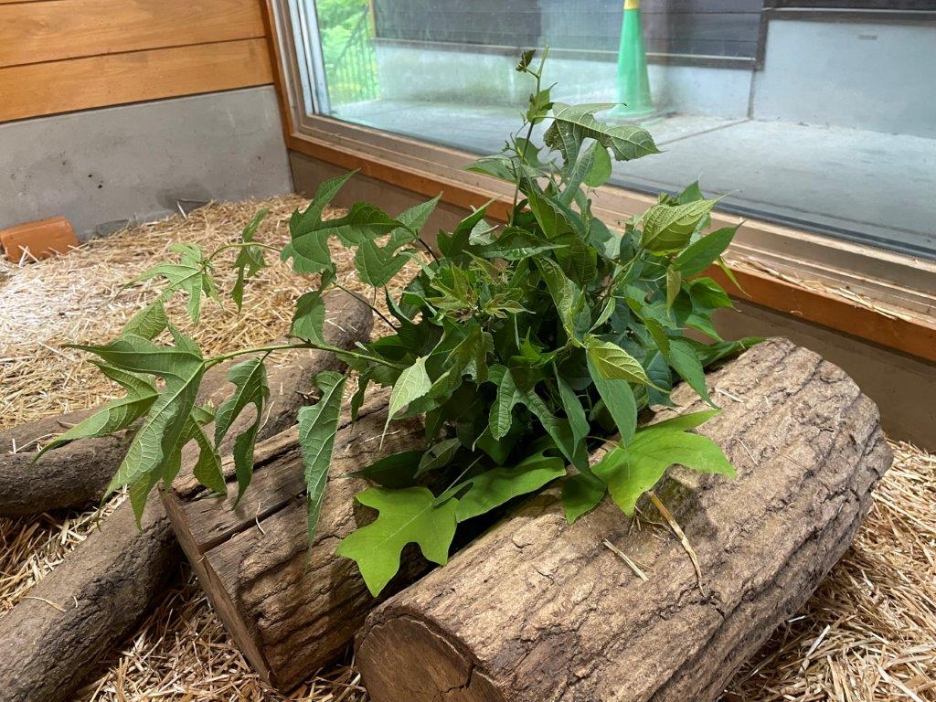 「コウゾ」という植物の葉 コウゾという植物の葉