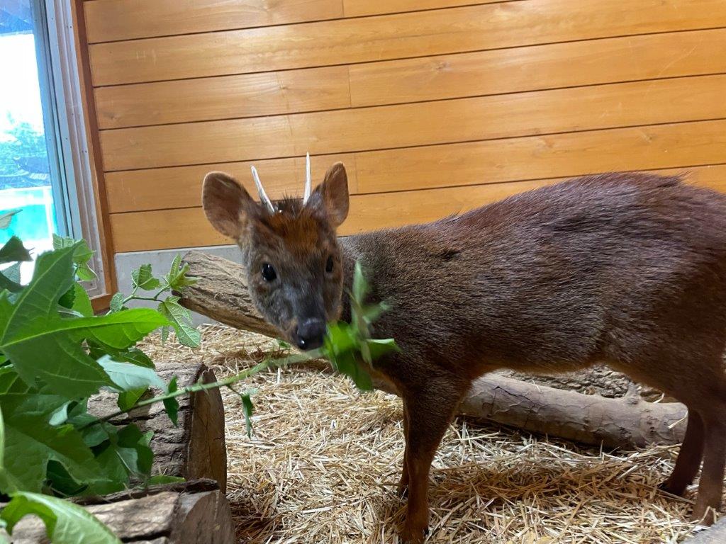 むしゃむしゃ すごい勢いで食べています コウゾを食べるプーズー