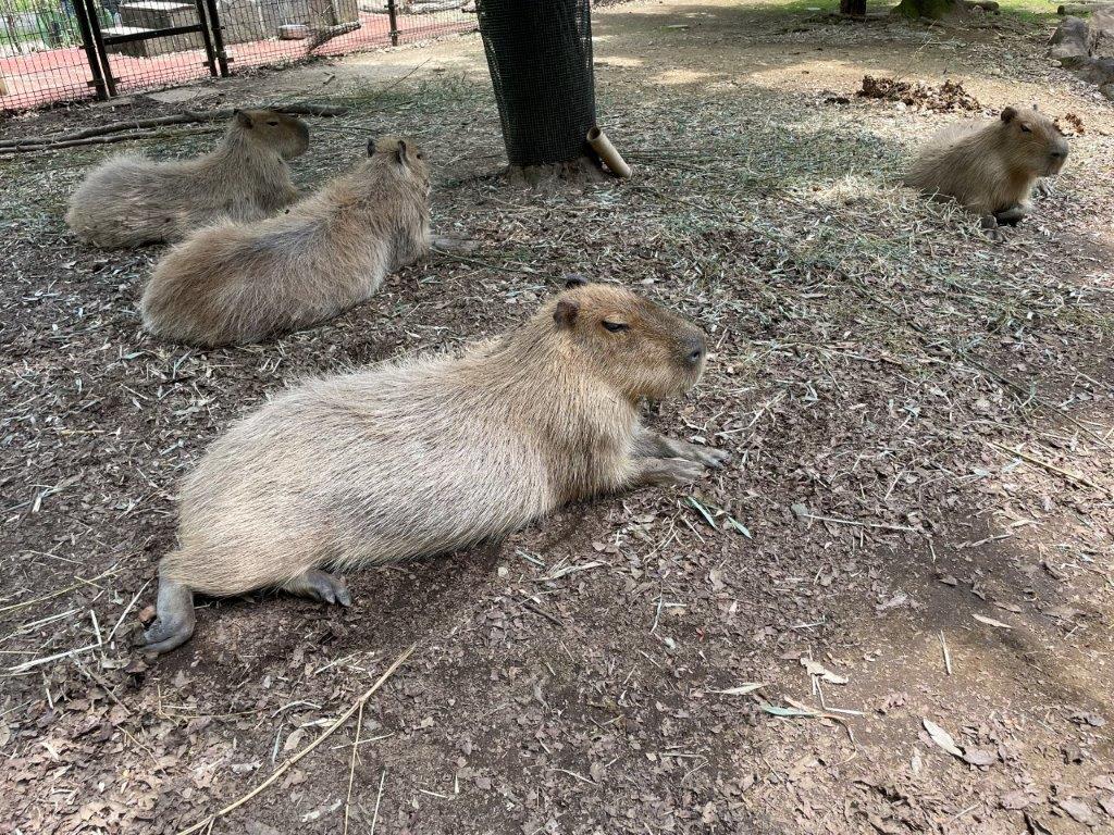 のんびり過ごすカピバラ