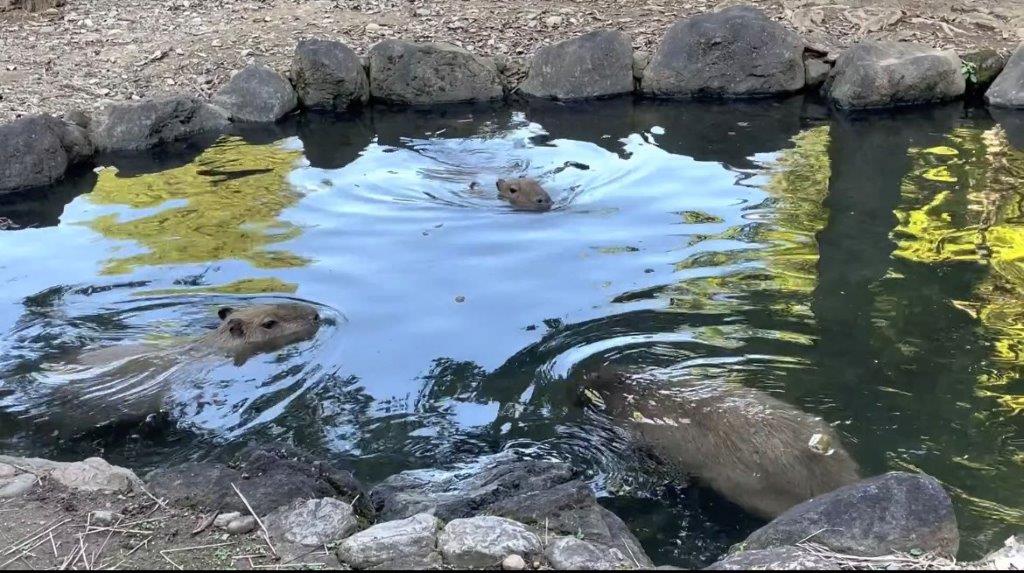 暑い日は池に入ることも 池で泳いでいます
