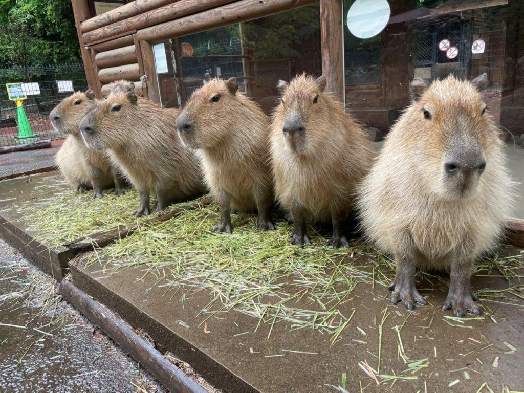 雨宿り中のカピバラ