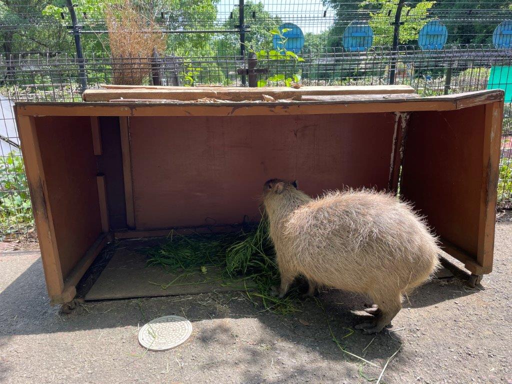 今まで使っていた小屋 今までの小屋