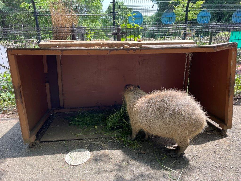 今までの小屋