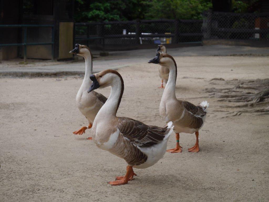 シナガチョウは程よい距離で シナガチョウ