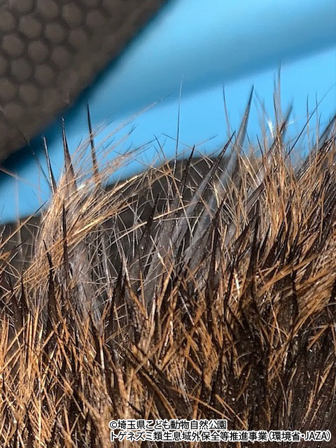 とげ状の毛が生えています トゲネズミの毛