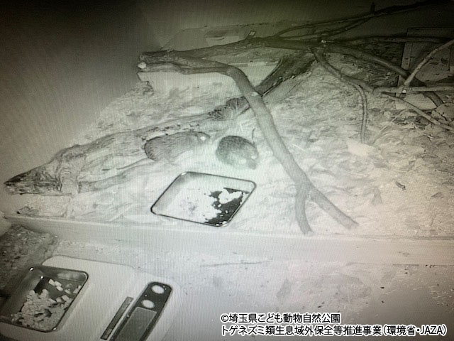 夜間の様子をビデオカメラで観察 夜間のトゲネズミ