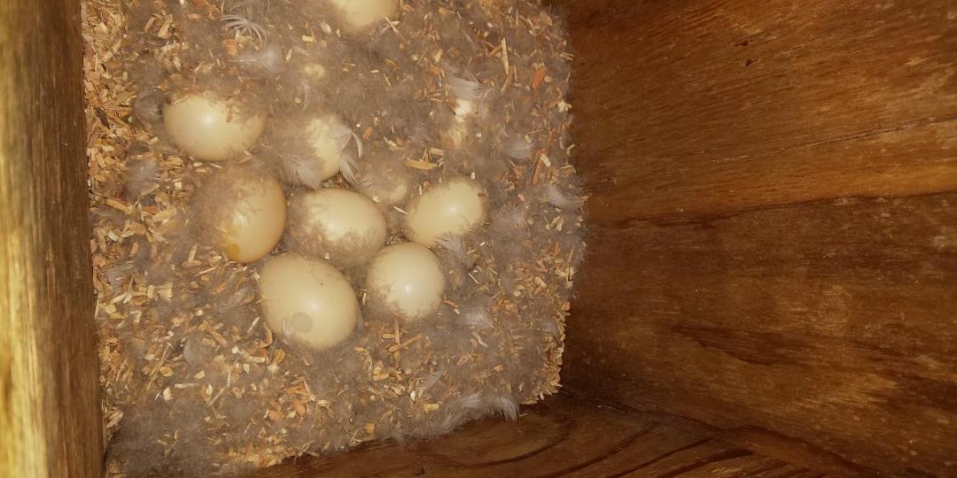 巣箱の中の様子と産卵した卵