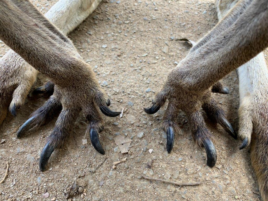 オオカンガルーの前あしの写真