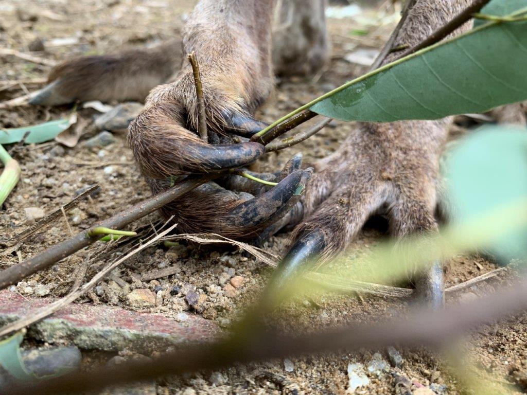 器用にキャベツをはさむオオカンガルー