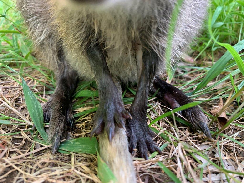 クオッカの前あし