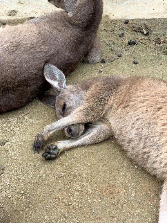 寝るオオカンガルー