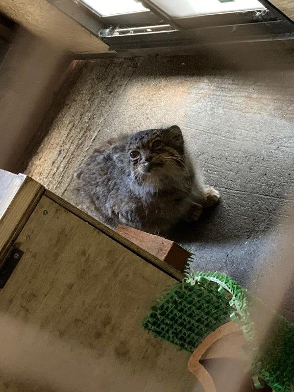 ひょっこりタビー 顔をのぞかせるタビー