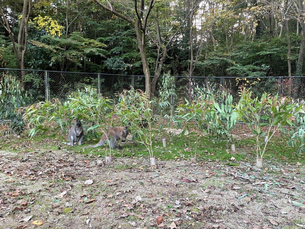 現在のカピバラ・ワラビー広場