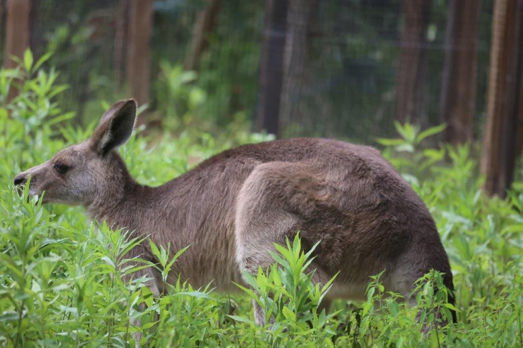 夏のカンガルー放飼場