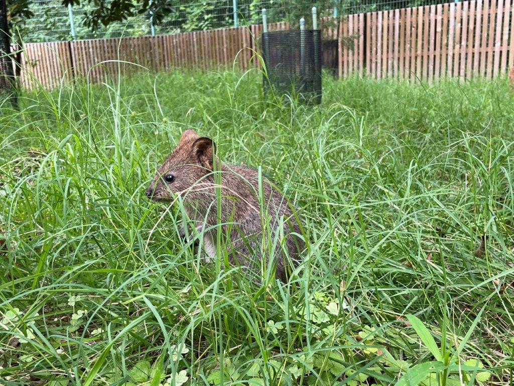 クオッカ放飼場