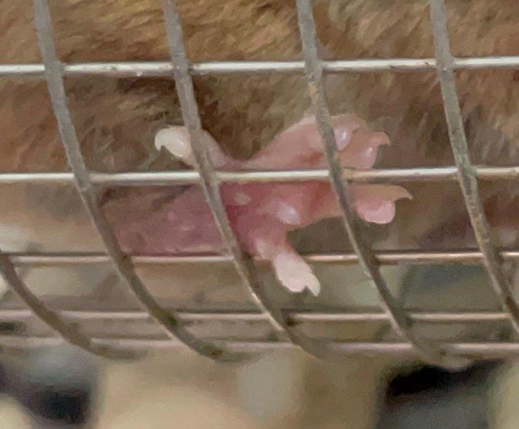 ハツカネズミの肉球 ハツカネズミの足の裏