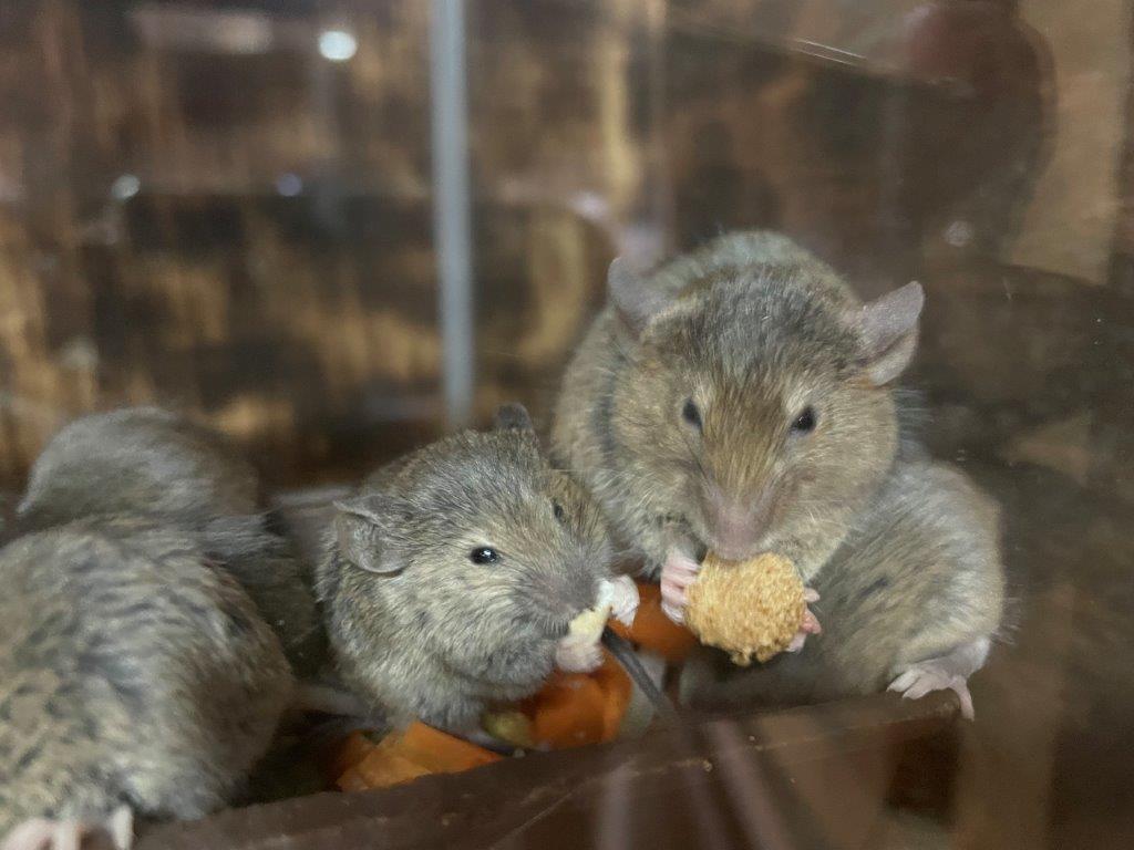 手を使って食べる親子 エサを食べるハツカネズミ