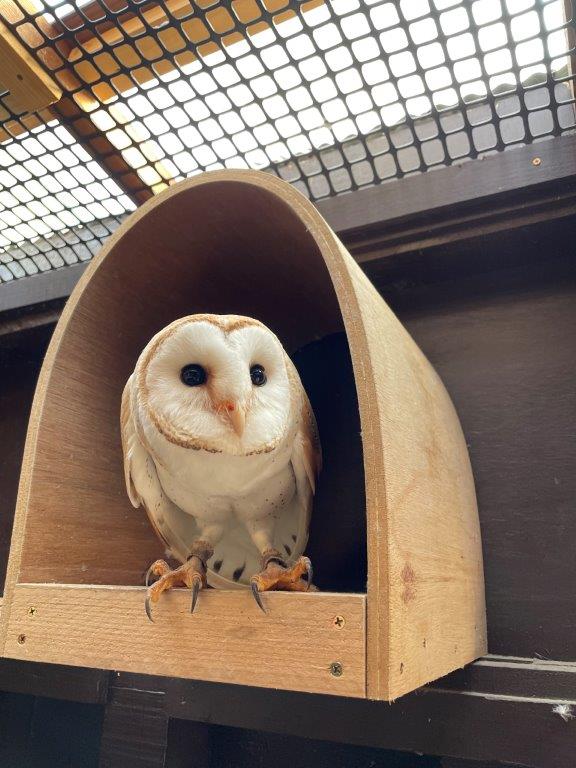 お気に入りの場所 メンフクロウ