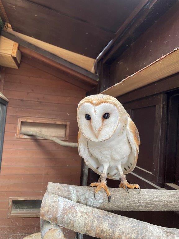 メンフクロウのリオ(メス) メンフクロウ
