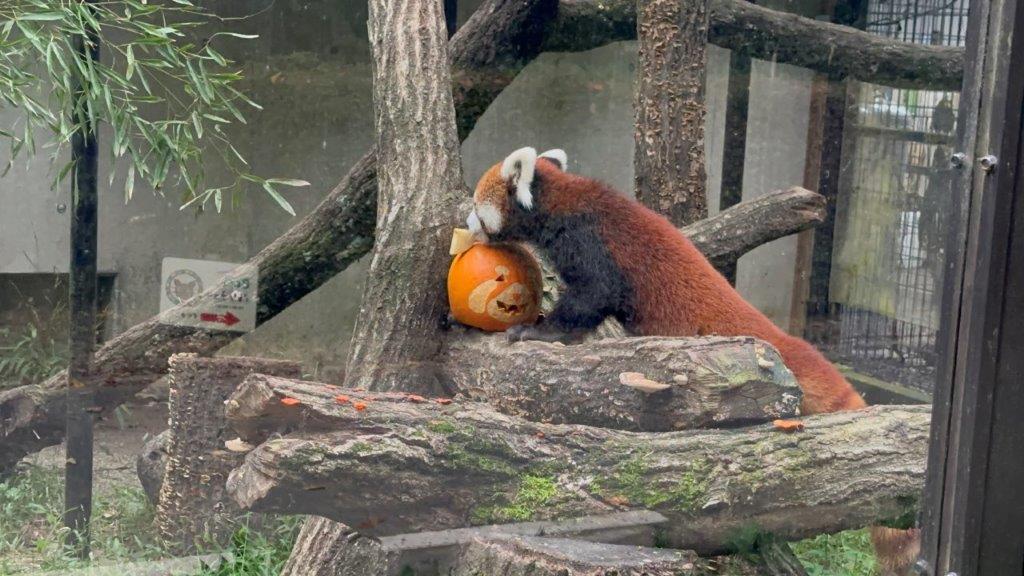 カボチャとセイ レッサーパンダのセイ