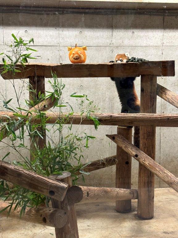 カボチャとリュウ レッサーパンダのリュウ