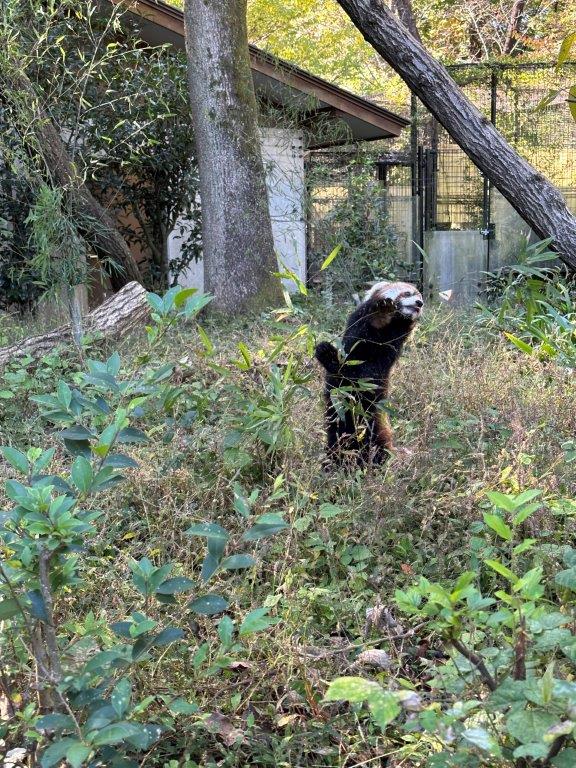 リンゴをとろうとしているハナビ レッサーパンダのハナビ