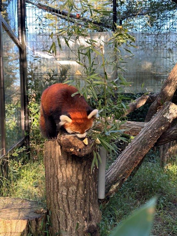 竹についたリンゴを食べるセイ レッサーパンダのセイ