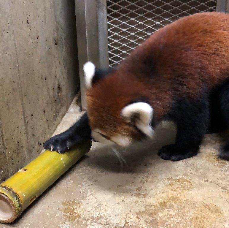 レッサーパンダ