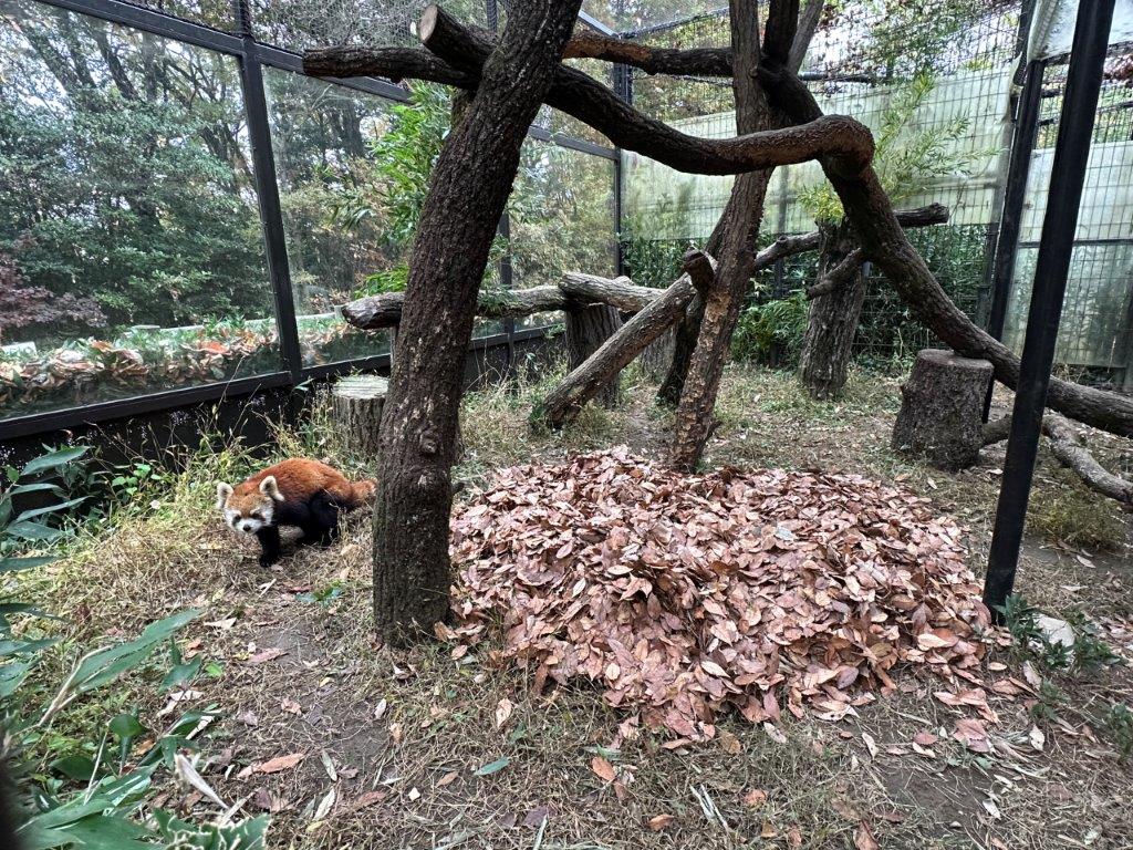 落ち葉inしあわせの庭 しあわせの庭