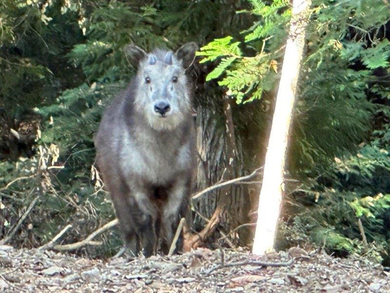 慎重なメグル メグルの写真