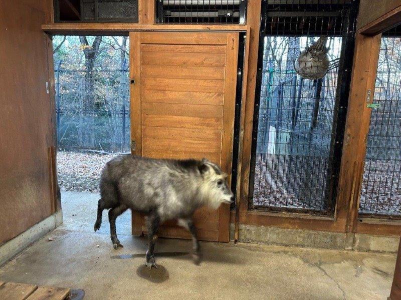 軽やかな足取りで入るナデシコ 部屋に入るナデシコ