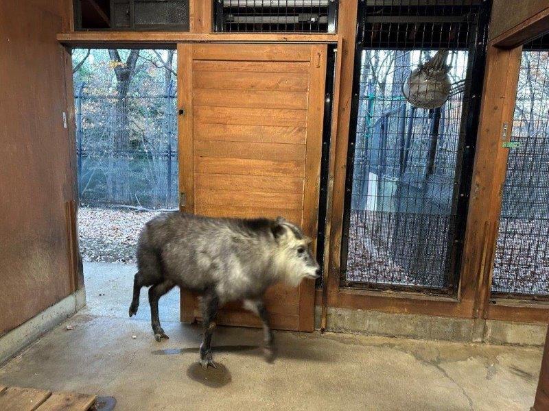 部屋に入るナデシコ