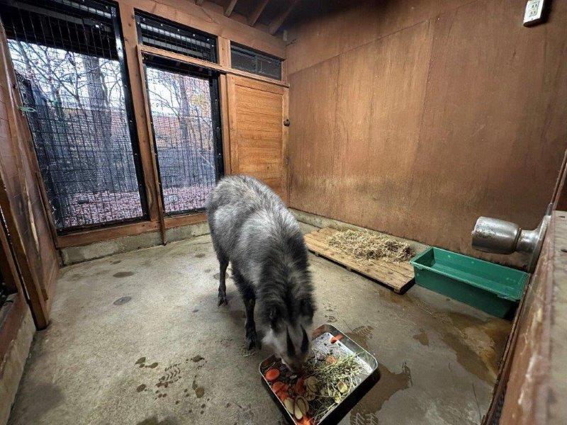 餌を食べるナデシコ