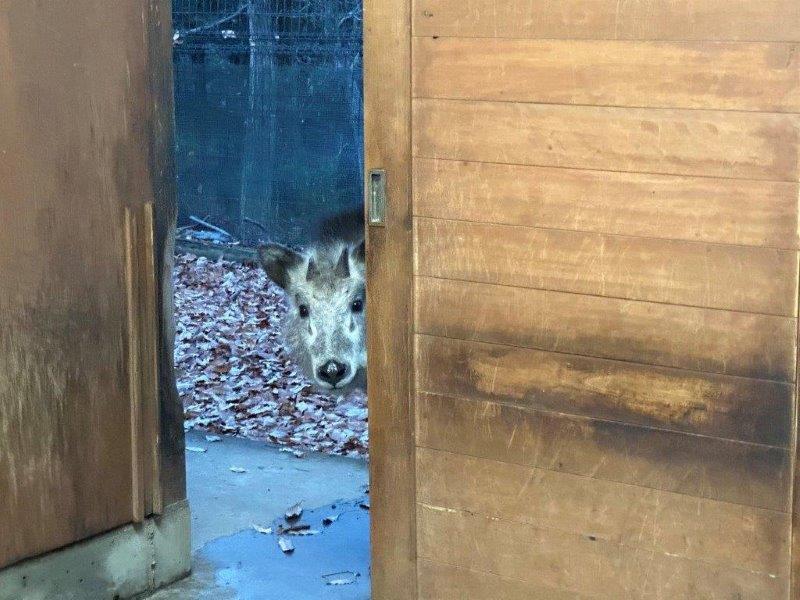 部屋の中を覗き込むメグル