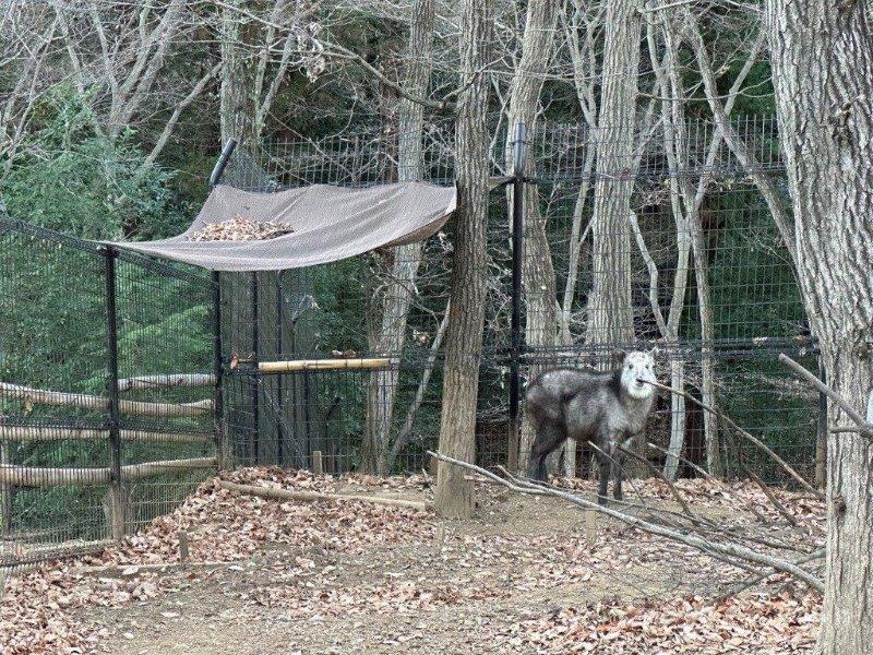 カモシカ舎の横の放飼場では近くで見ることができます カモシカ舎の横の放飼場