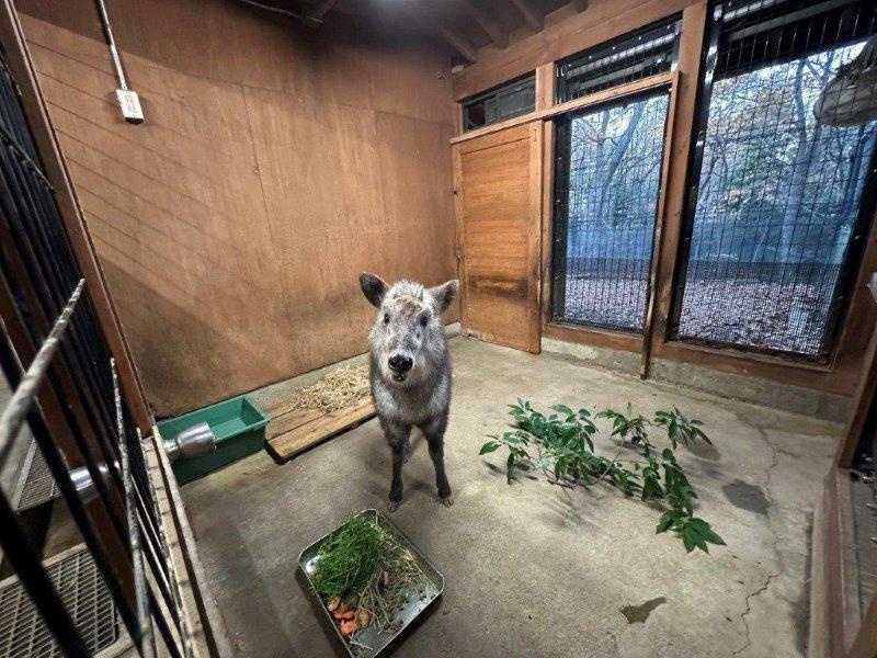 一度入ると落ち着いて餌を食べ始めます 落ち着いて餌を食べるメグル