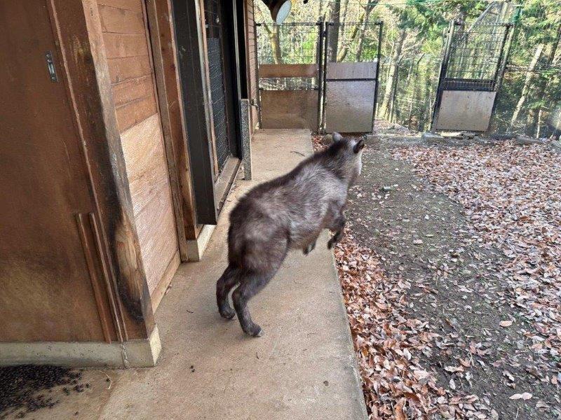 朝放飼場に出ていくときはダッシュ! 走って放飼場に出ていくメグル