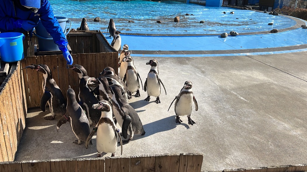 ペンギンの餌