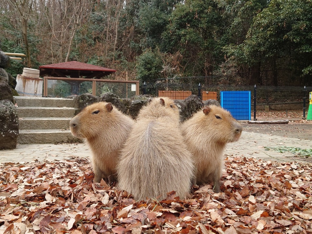 3頭くっつくカピバラ