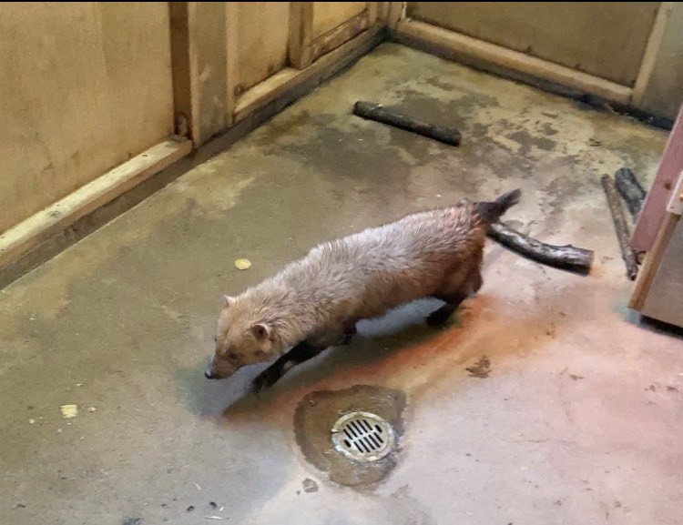 室内を歩くミコト 歩くミコト