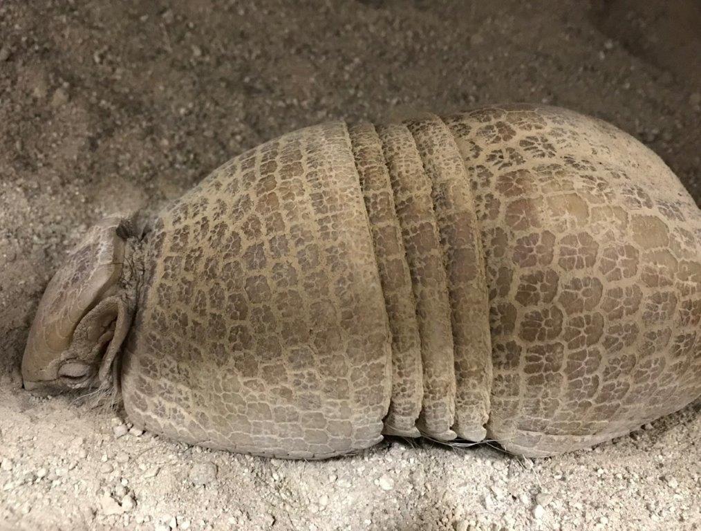伸びて寝る姿 伸びて寝ている
