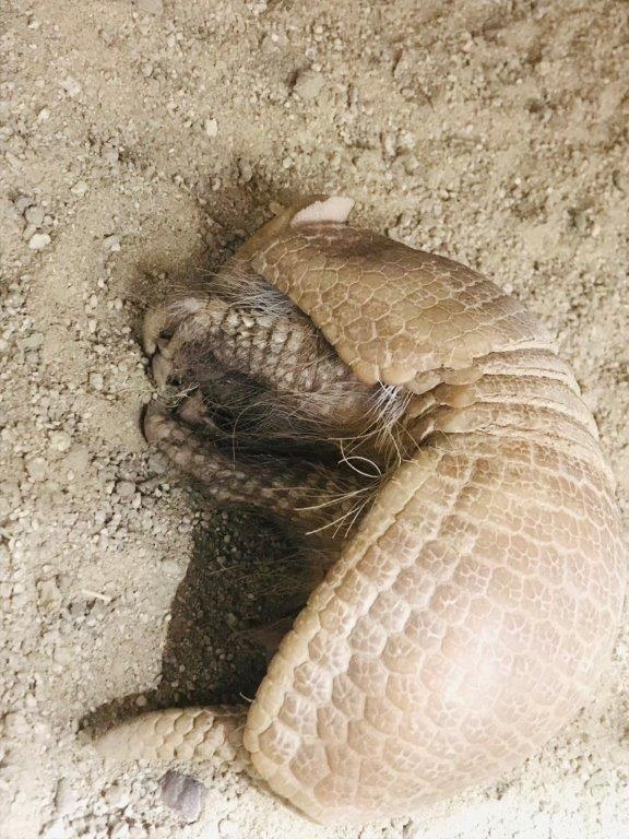 横になって寝る姿 横になって寝ている1