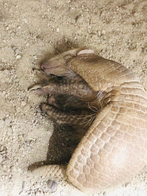 おや、顔も見せてくれましたね 横になって寝ている2