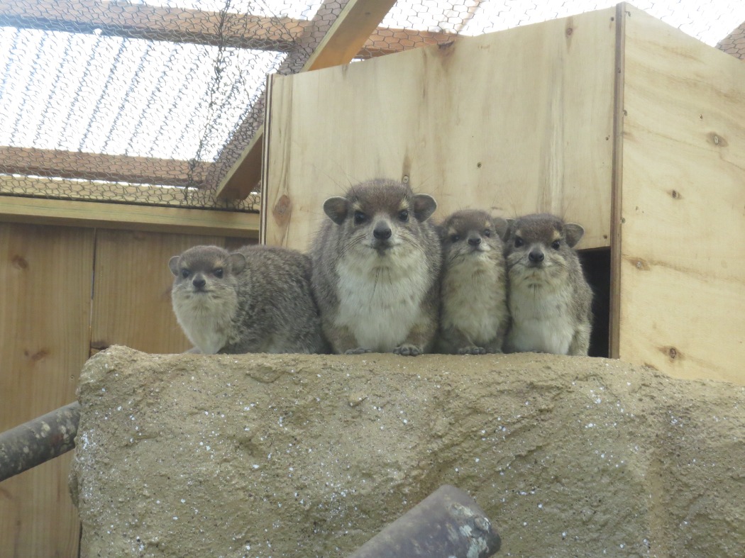 キボシイワハイラックスの親子