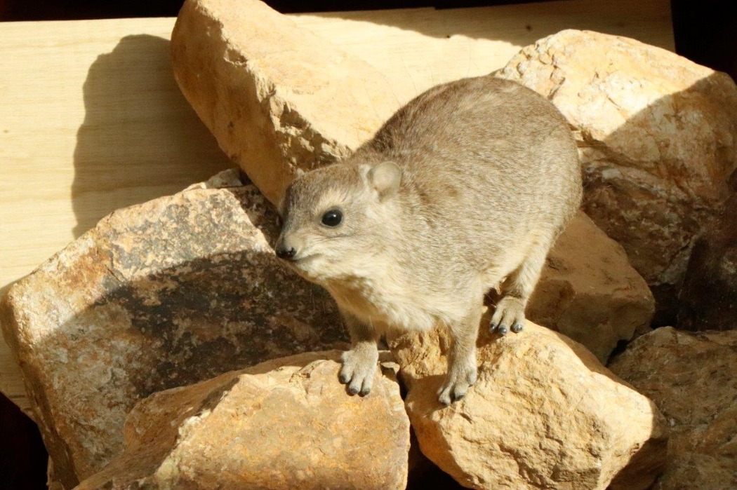 ヒーターの前に積んだ岩に登る