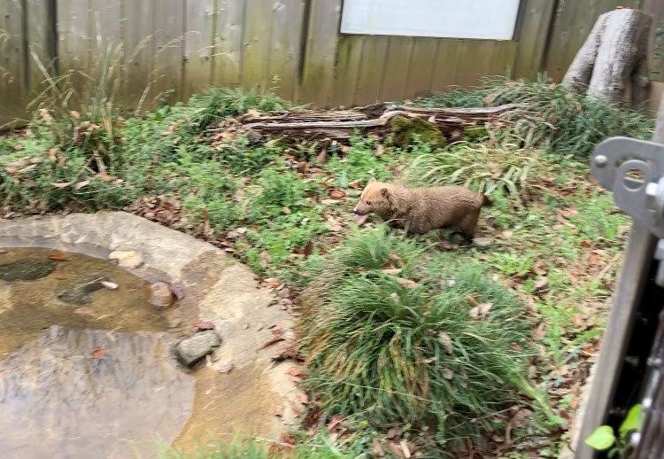 ミコト走る 走るミコト