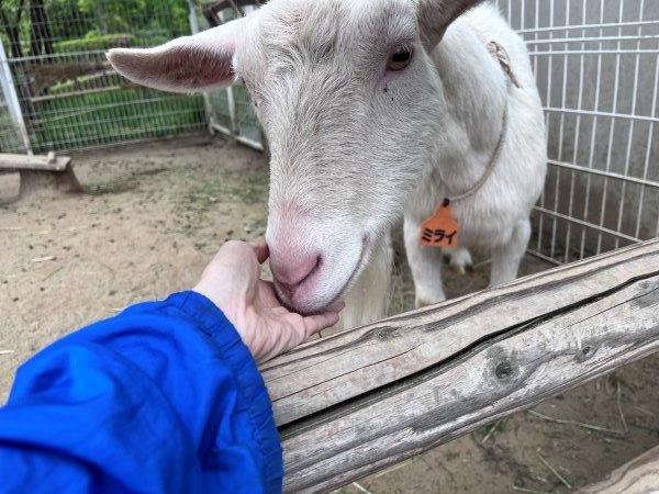キャプション(編集は画像ボタンから) ヤギたち