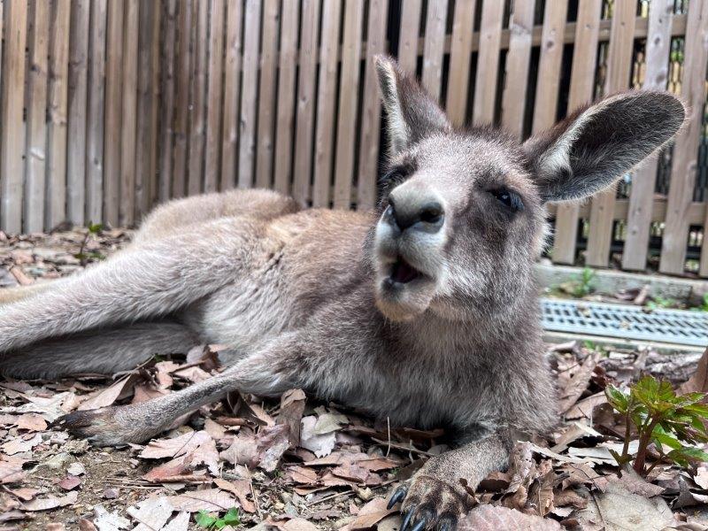 キャプション(編集は画像ボタンから) カンガルー