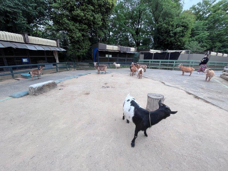 キャプション(編集は画像ボタンから) 放し飼いゾーン